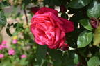 Peter Frankenfeld ® rose photo