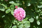 Coconut Ice rose photo