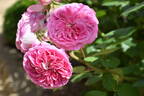 Coconut Ice rose photo