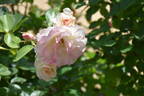 Seduction rose photo