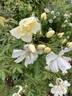 Elisabeth Oberle rose photo