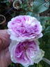 Blue Moon Stone rose photo