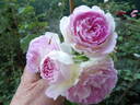 Blue Moon Stone rose photo