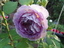 Blue Moon Stone rose photo