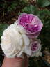 Blue Moon Stone rose photo