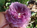 Blue Moon Stone rose photo