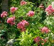 Maria Lisa rose photo