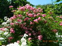 Maria Lisa rose photo
