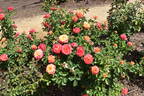W45-A4 rose photo