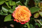 W45-A4 rose photo