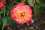 W45-A4 rose photo