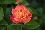 W45-A4 rose photo