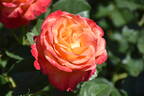 W45-A4 rose photo