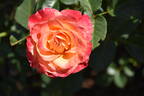 W45-A4 rose photo