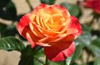 W45-A4 rose photo