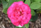 Amazing Mum rose photo
