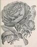Paul Neyron rose photo