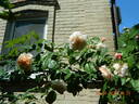 Rose de Tolbiac rose photo