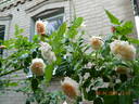 Rose de Tolbiac rose photo