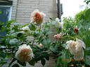 Rose de Tolbiac rose photo