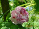 Village Maid rose photo