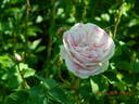 Village Maid rose photo