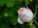 Village Maid rose photo