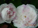 Village Maid rose photo