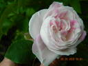 Village Maid rose photo
