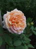 Charles Austin rose photo