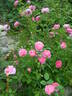 Mary Rose ® rose photo