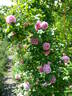 Mary Rose ® rose photo