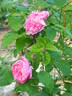 Mary Rose ® rose photo