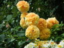 La Villa Cotta rose photo