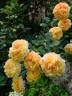 La Villa Cotta rose photo