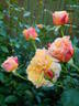 La Villa Cotta rose photo