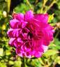 Sweet Chariot rose photo