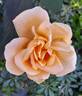 Lady Hillingdon (Tea, Lowe rose photo