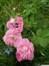 Kazanlik rose photo
