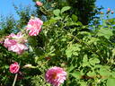 Kazanlik rose photo