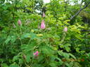 Kazanlik rose photo