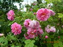 Kazanlik rose photo