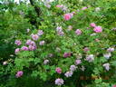 Kazanlik rose photo