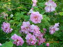 Kazanlik rose photo