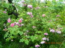 Kazanlik rose photo