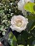 Sweet Delight rose photo