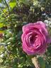 The Pride rose photo