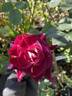 A Night of Magic rose photo