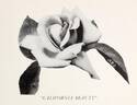 California Beauty rose photo