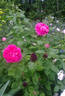 Paul Neyron rose photo